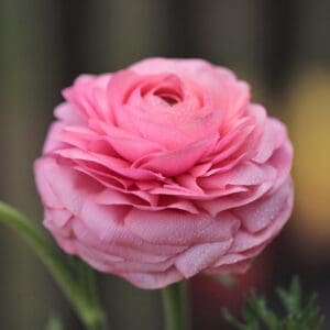 A pink flower with green stems and leaves.
